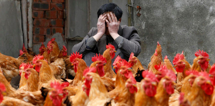 Птичий грипп H5N8 снова выявлен в Европе.