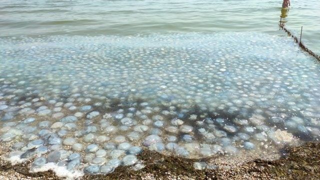 Из-за жары в Азовском море началось нашествие медуз.