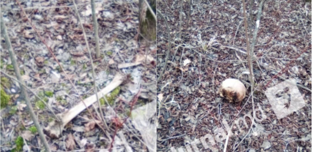 Macabru: Oseminte umane, descoperite lângă o pădure din Telenești