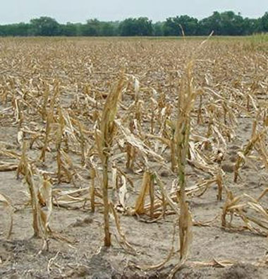 Menționăm că seceta din această vară a cauzat pierderi în agricultură estimate la 2,5 miliarde de lei.