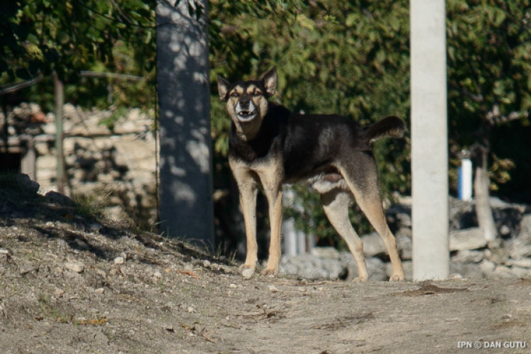 Случай бешенства подтвержден у собаки в Дубоссарском районе