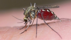 Ţânţarii identifică mamiferele ce-i servesc drept pradă prin identificarea căldurii şi a dioxidului de carbon emis de acestea. 