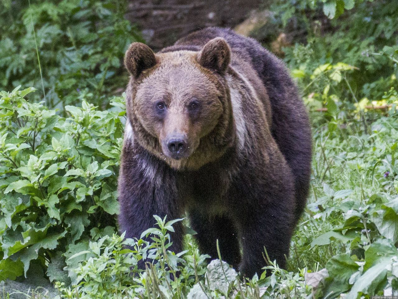 Голодный медведь едва не растерзал пастуха в Румынии