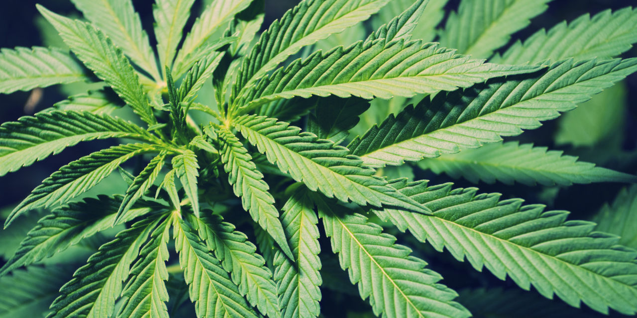 Oregon este al treilea stat american care vinde marijuana. Foto: flora-farm.com