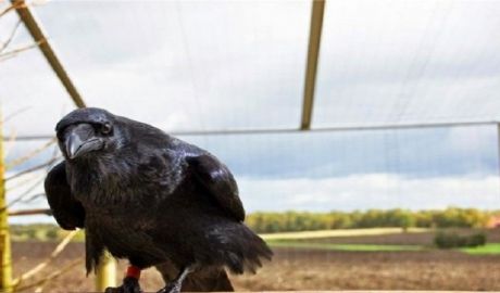 O cioară buclucaşă a furat paşaportul unui estonian. Foto: tsargrad.tv