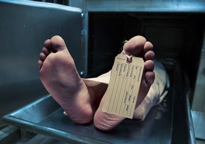Ученые в течение 17 месяцев они снимали на камеру процесс разложения трупа. 