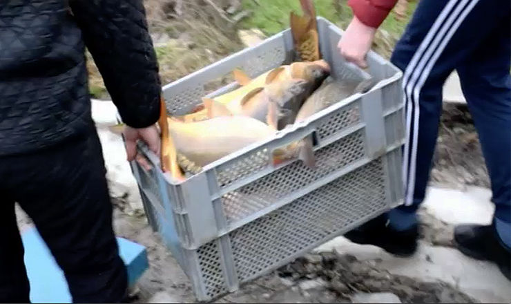 Pește în condiții antisanitare, vândut în piețe. 3.500 kg, nimicite