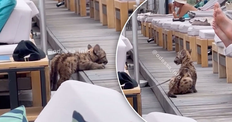 На пляже в Одессе засняли изможденного маленького леопарда.