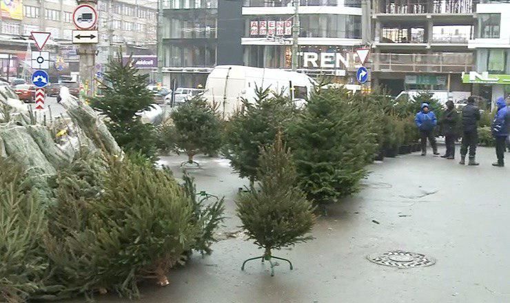В этом году Агентство "Moldsilva" вывело в продажу 64 тысяч деревьев на зимние праздники.