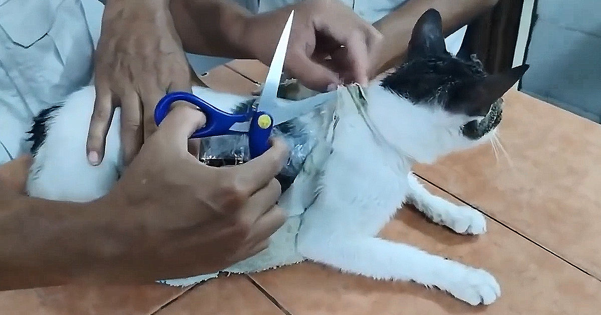 O pisică, care livra droguri deținuților în Costa Rica, reținută de paznici.