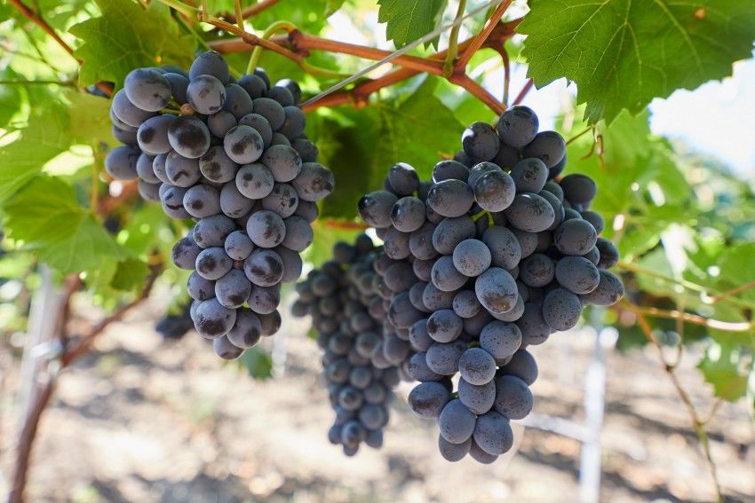 В РМ будет выпущена серия рекламных видеороликов о столовом винограде. Фото: east-fruit.com.