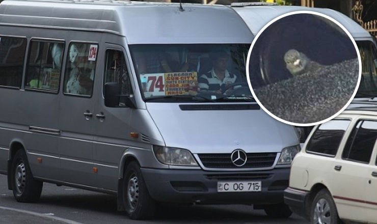 Până și porumbeii merg cu transportul public! Cum a fost surprins unul. Foto: kankan.md
