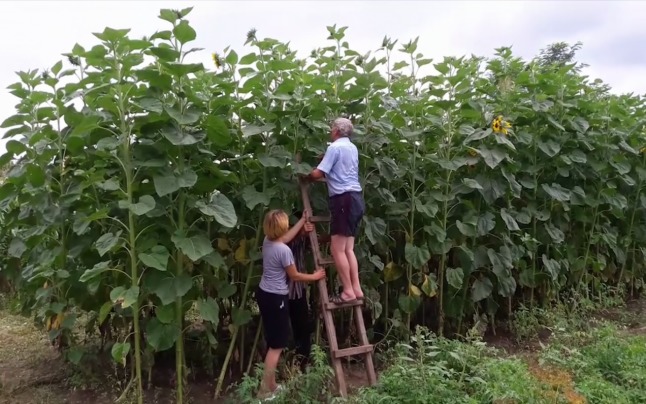 Plante de floarea-soarelui crescute cât casa, în grădina unui buzoian. 