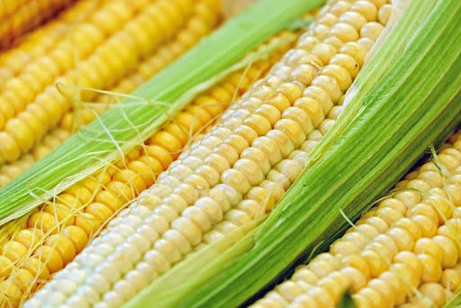 Не менее 20% урожая кукурузы остались несобранными.