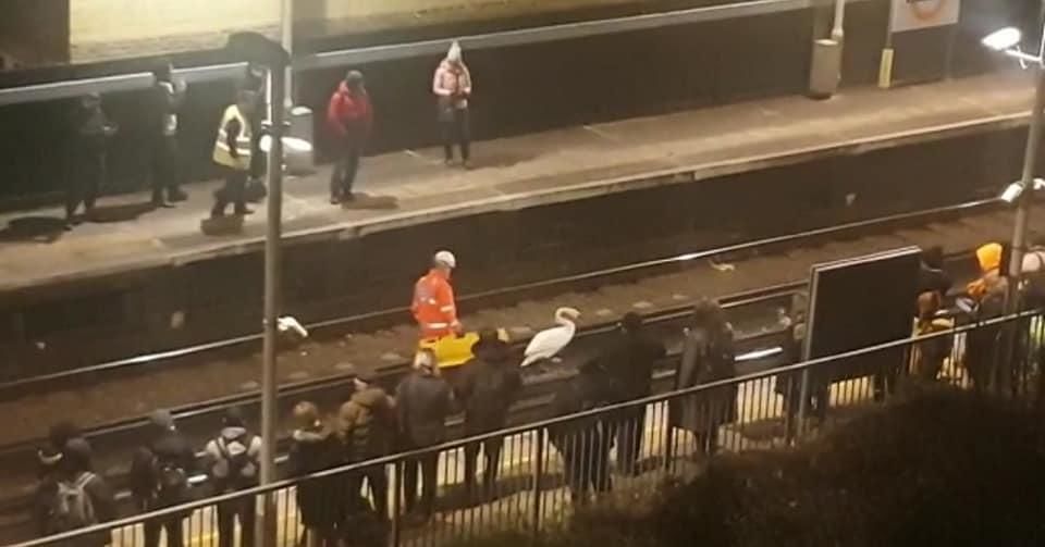 Травмированный лебедь на 1,5 часа парализовал работу метро в Лондоне.