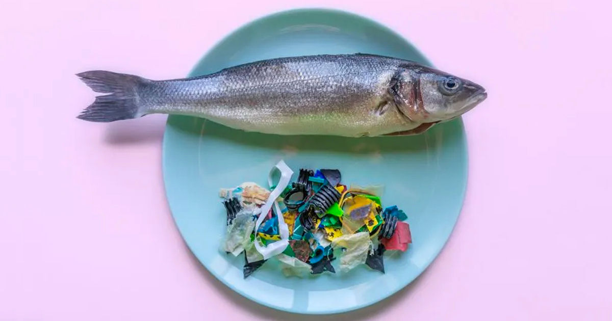 Cercetătorii au descoperit niveluri ridicate de microplastice în fructele de mare populare.