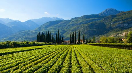 Ţara care a redevenit cel mai mare producător de vin din lume. Foto: made-in-italy.com