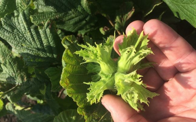 O tânără din Căuşeni şi-a pus pe roate o afacere cu alun ecologic.