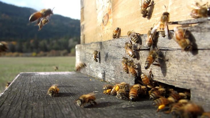 Молодые люди проходят практическое обучение в области пчеловодства