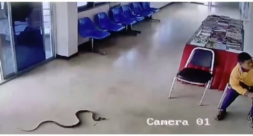Змея заползла в полицейский участок и напала на человека.