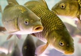 Рыбы в Молдове станет больше. Фото: deficit.in.ua
