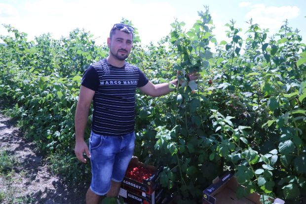 Victor Furtună spune că soiul de zmeură rodește timp de aproape două luni. Foto: Lilia Zaharia