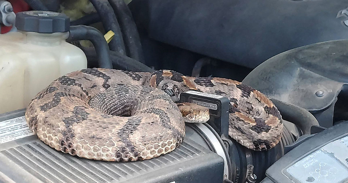 Un moldovean a găsit un șarpe cu clopoței sub capota unei mașini aduse din California.