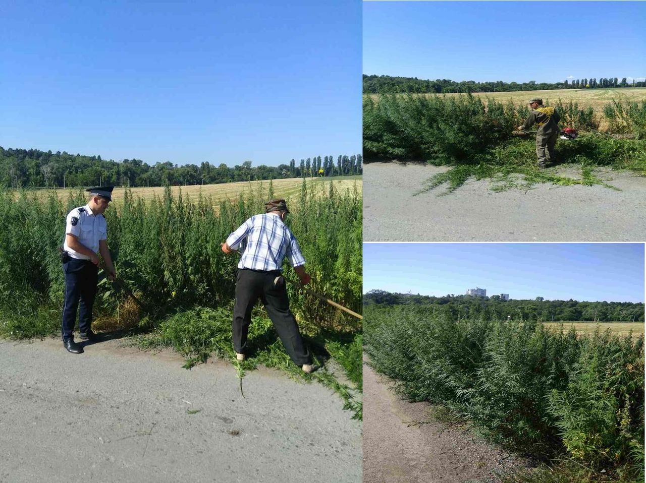 Fâşii imense de cânepă sălbatică depistate şi nimicite de poliţişti. Foto: polițiacapitalei.md