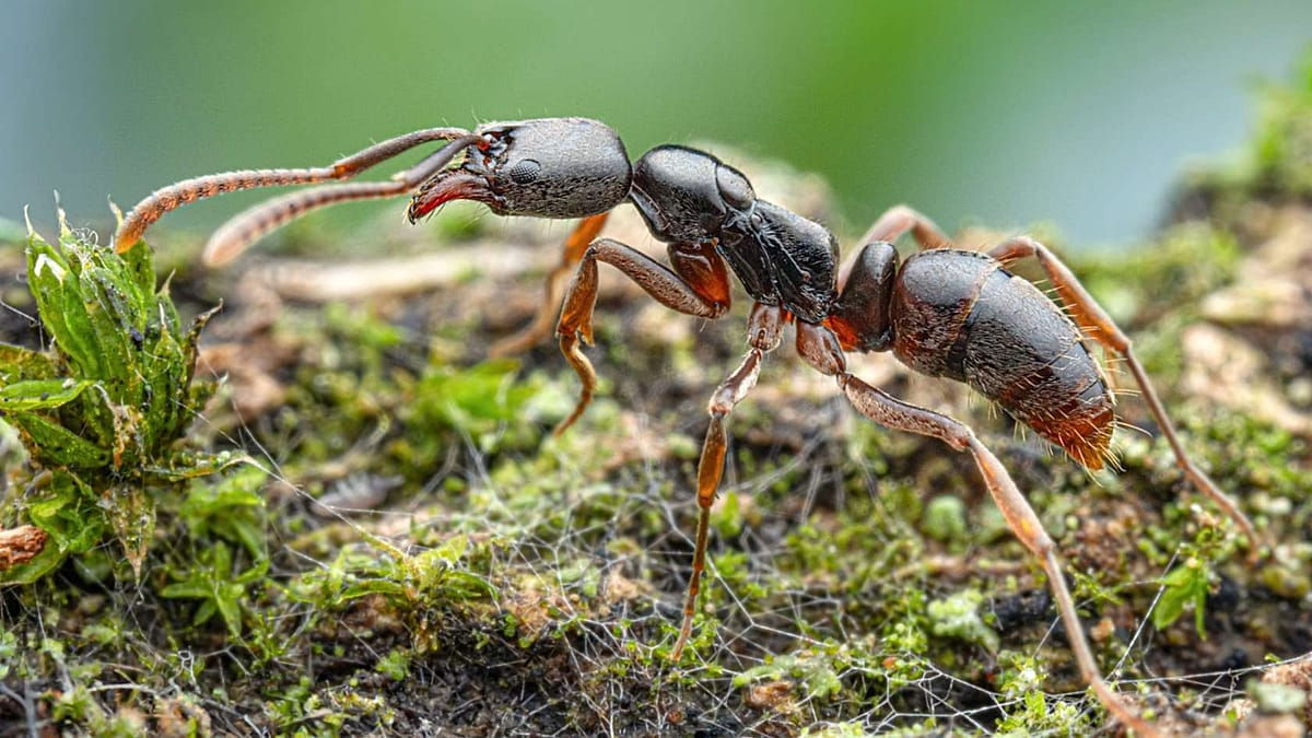 Опасный азиатский муравей впервые обнаружен в Германии.