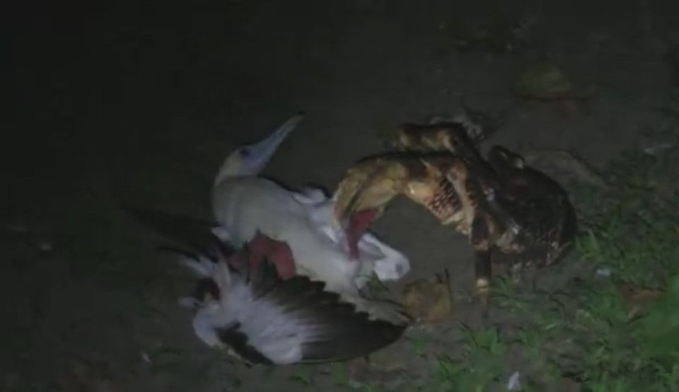 Scena macabră care a şocat: Un crab gigantic a devorat o pasăre. Foto: descopera.ro