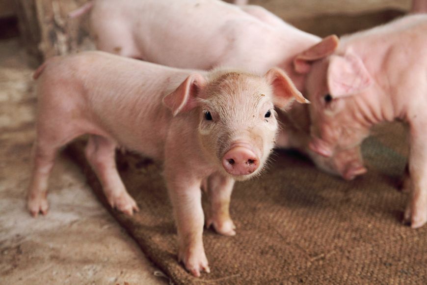Din 29 octombrie a fost sistat importul de carne de porc şi animale vii de specie porcină din regiunile Odesa şi Nicolaev, Ucraina.