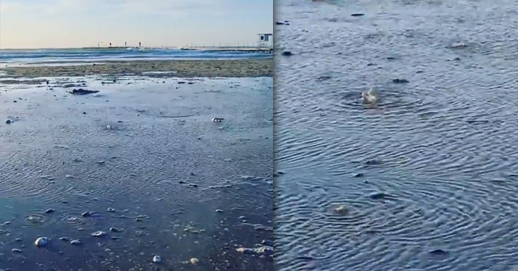 У берегов Черного моря в Анапе "закипела" вода. Фото: Point.md.