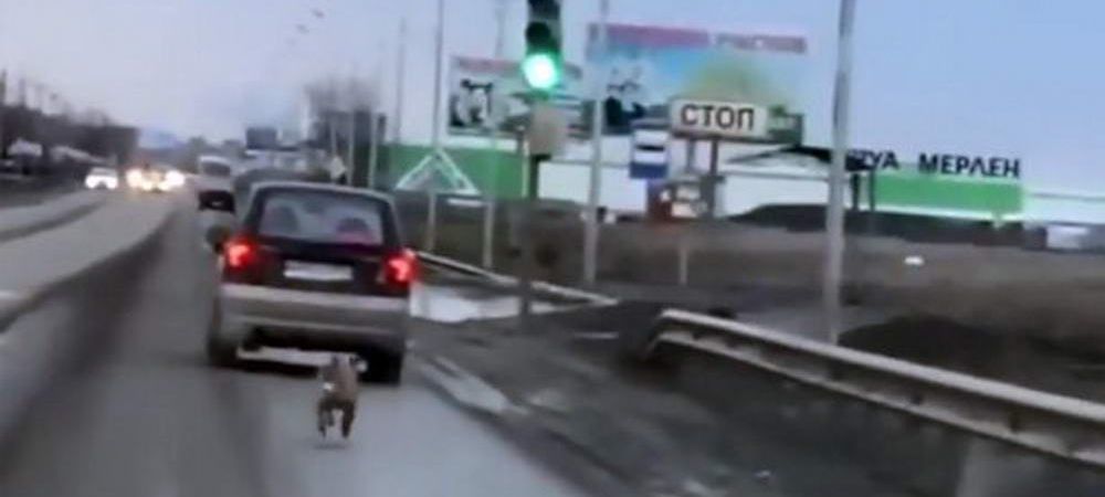 Viralul zilei. Un câine a alergat zeci de km după maşina stăpânului. Foto: captură video