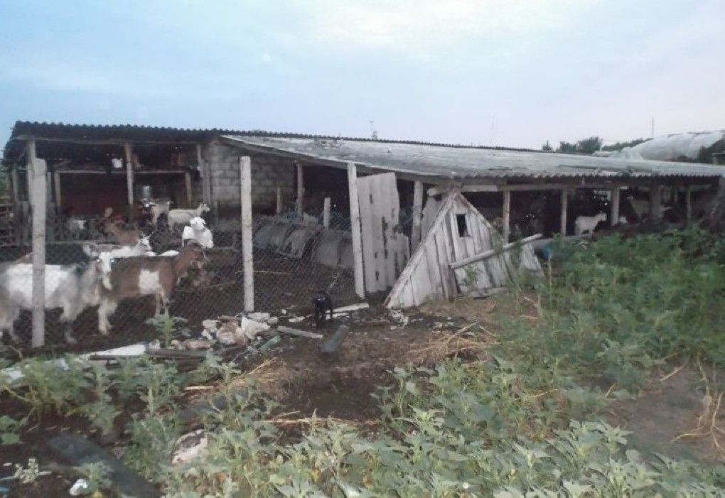 O tânără și copilul acesteia, forțați să muncească la o stână de oi. Foto: border.gov.md