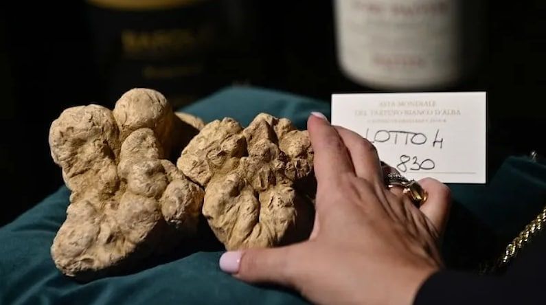 Итальянский белый трюфель весом 830 граммов ушел с молотка за €103 тысячи.