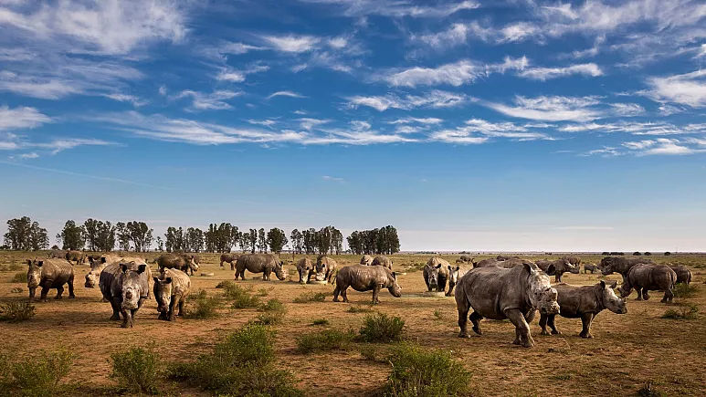 African Parks выпустит в дикую природу две тысячи белых носорогов.