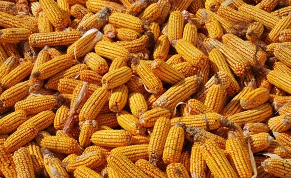 Власти сняли запрет на экспорт кукурузы.