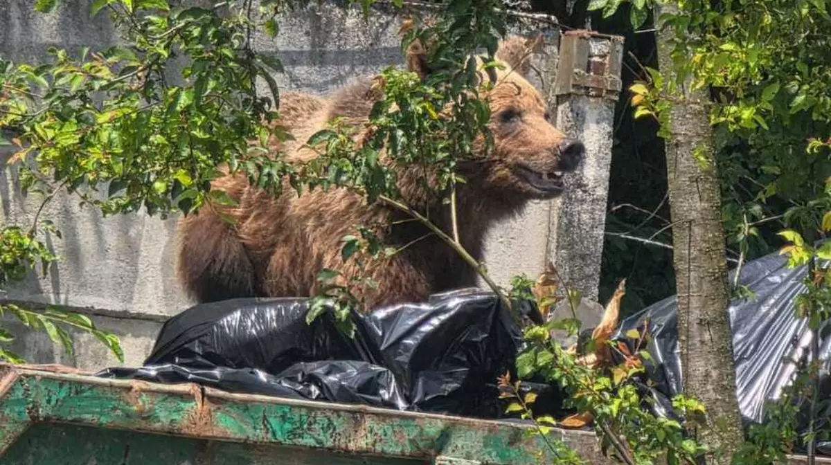 Медведь забрался в больницу в Брашове: животное пришлось застрелить.