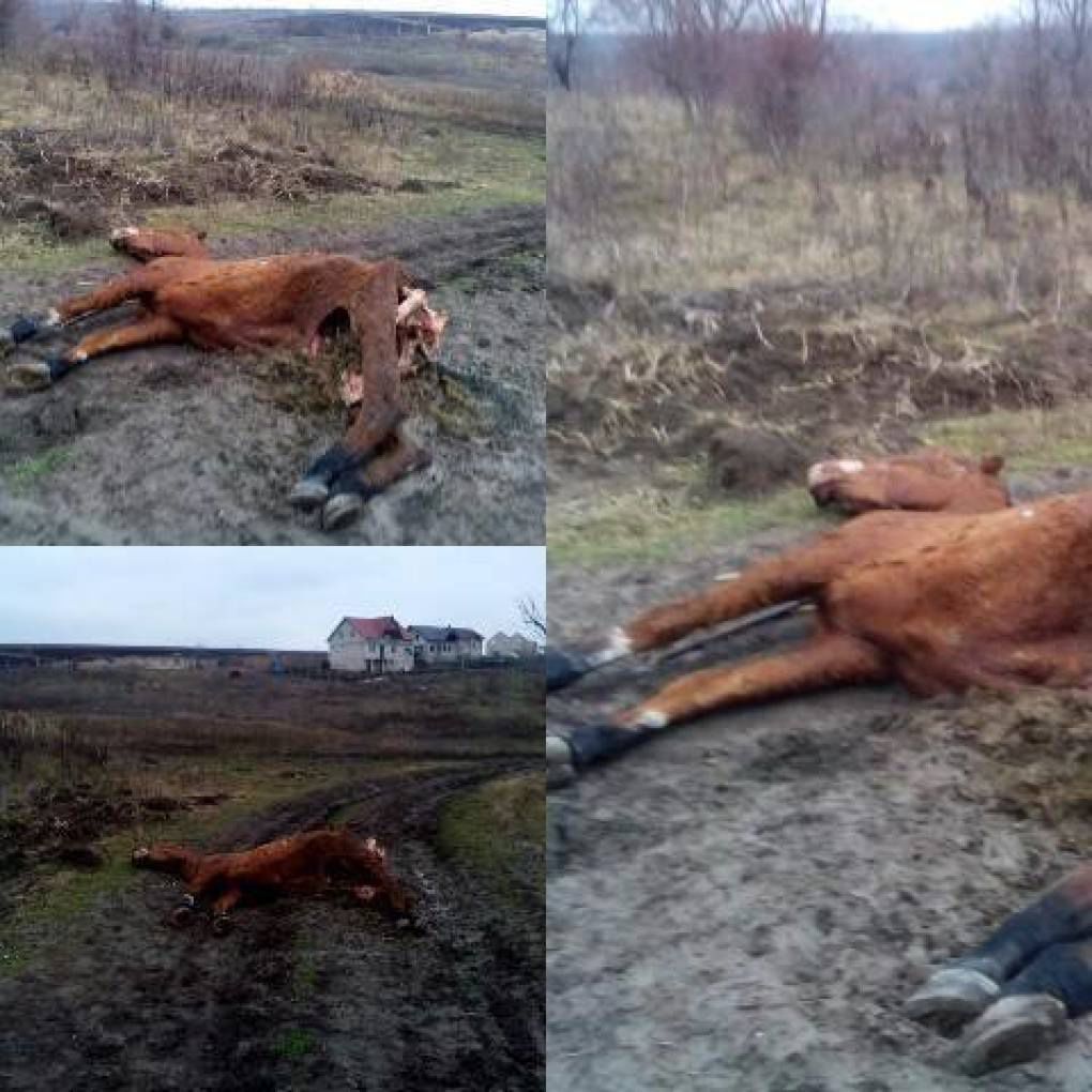 Un bărbat din orașul Ialoveni și-a lăsat calul mort în mijlocul drumului. 