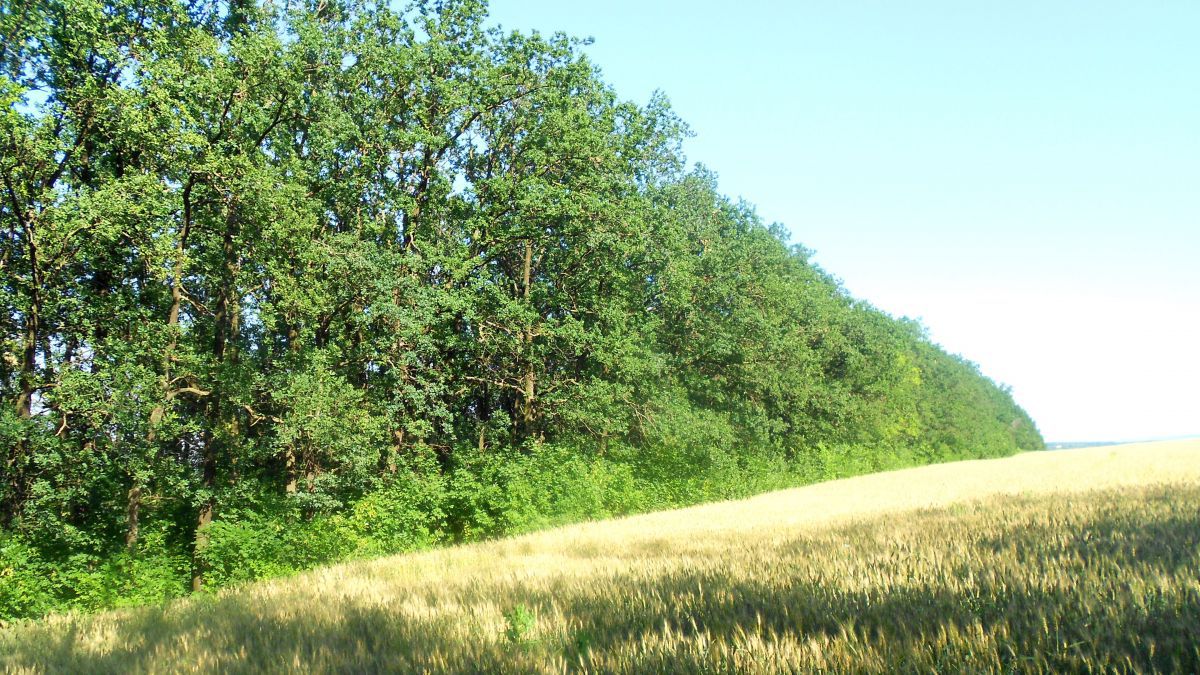 În decurs de trei ani, în Moldova au fost sădite 2,2 mii de hectare de perdele forestiere de protecţie.