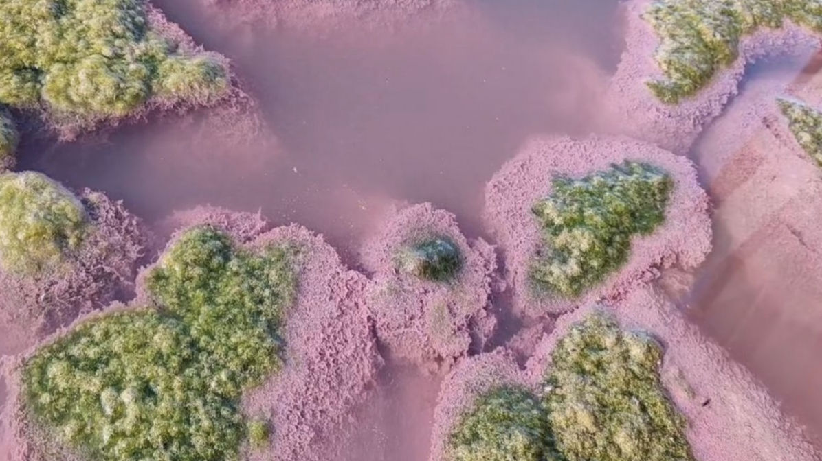 В румынском городе вода в озере окрасилась в розовый цвет.