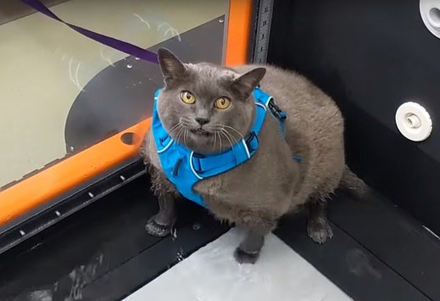 В Сети набирает популярность видео с худеющей кошкой.