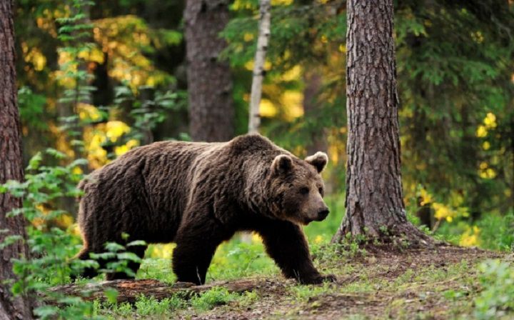 Un bărbat a fost atacat de un urs în judeţul Braşov