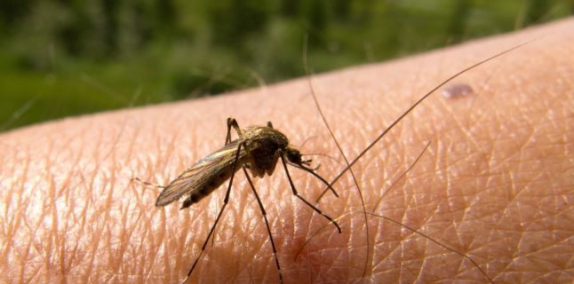 Cum să păstrezi ţânţarii la distanţă: Soluţii naturale. Foto: Soluții Naturale