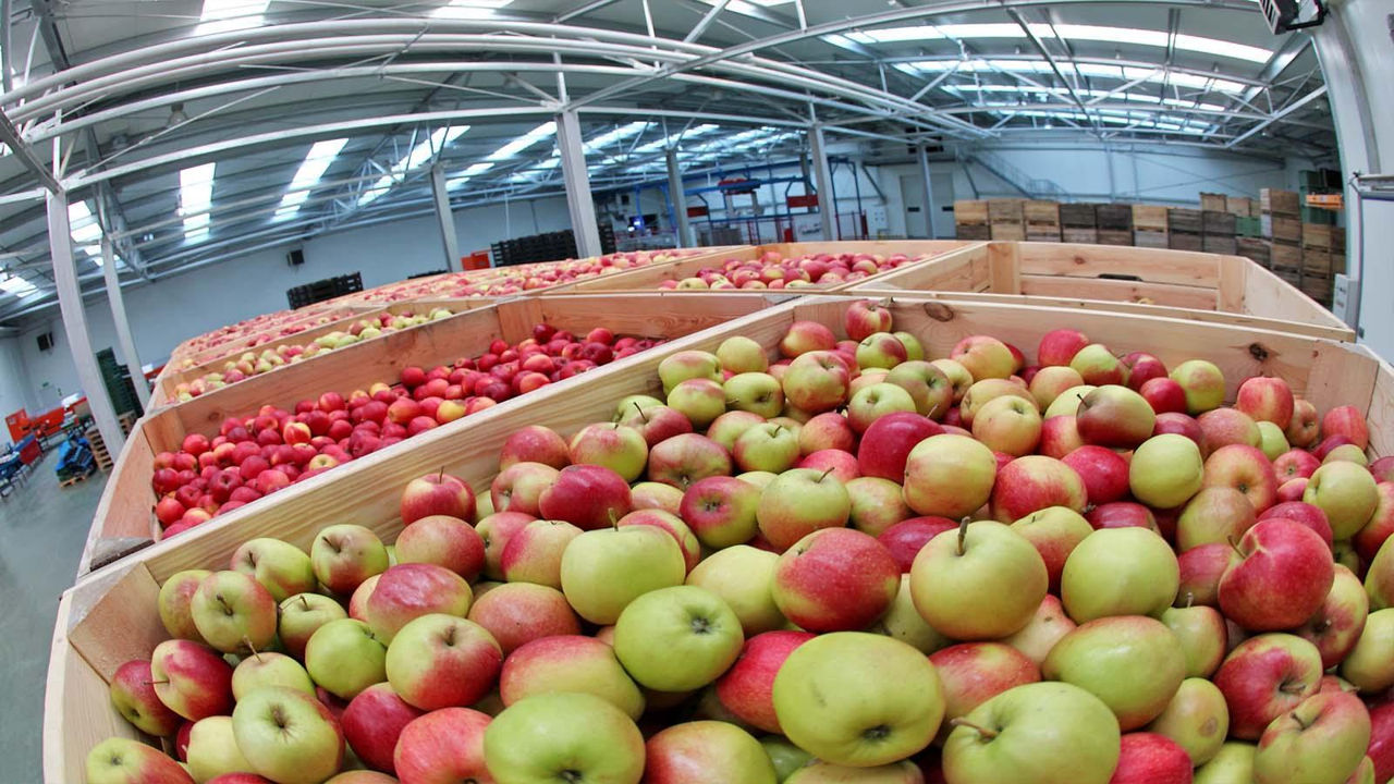 Moldova exportă 22% din recolta de mere.