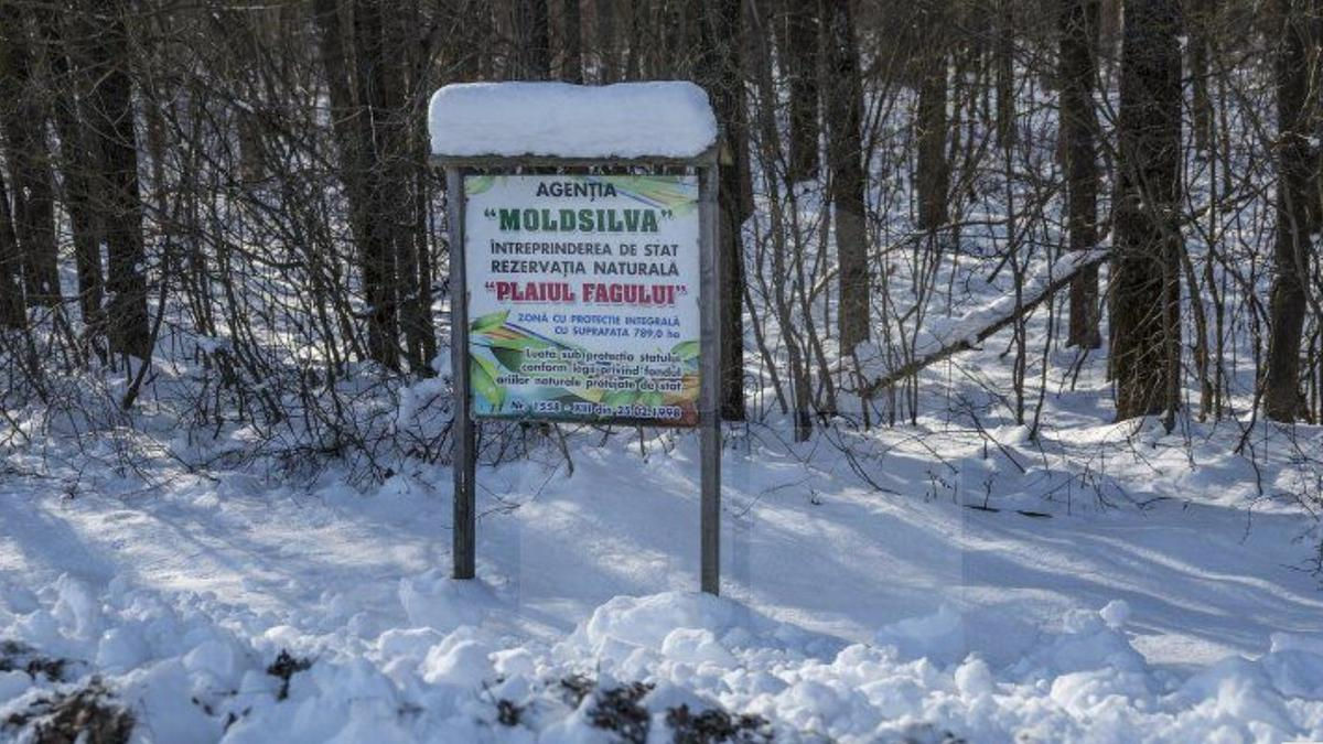 Un bărbat a murit în Rezervația Plaiul Fagului după ce o creangă a căzut peste el.