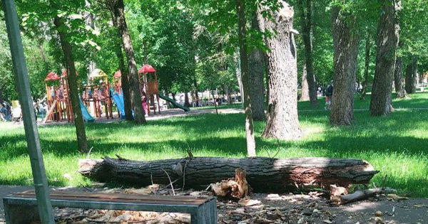 Трагедия в парке "Алунелул": Руководство "Зеленого хозяйства" отстранено от должности.
