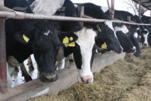 Săptămâna trecută Ministerul Agriculturii şi Industriei Alimentare anunţa că Rusia a permis importul de carne de porc