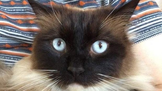 Este căutat un ucigaş de pisici, la Londra. El a omorât deja peste 250 de animale.