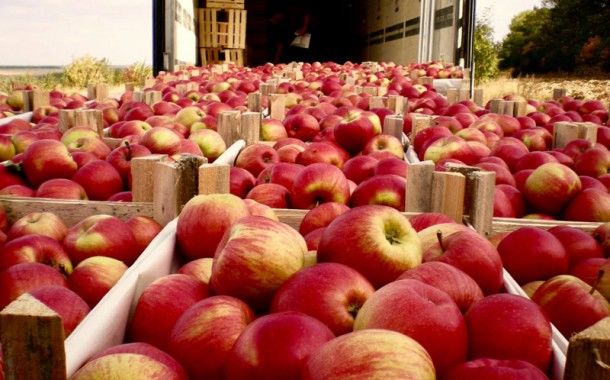 Cerinţe noi de etichetare a fructelor moldoveneşti